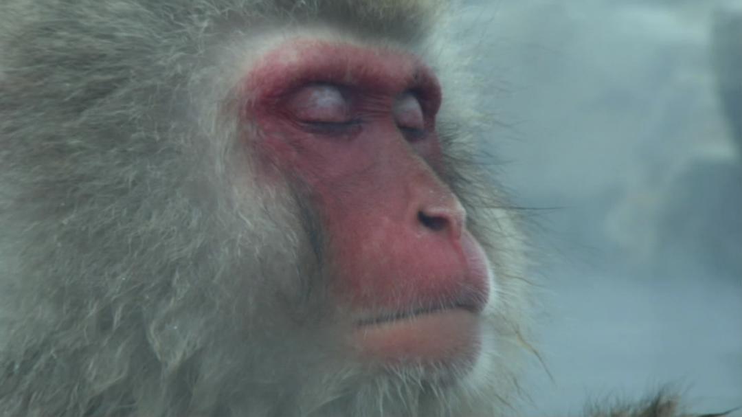 冰上动物宝宝 Snow Babies