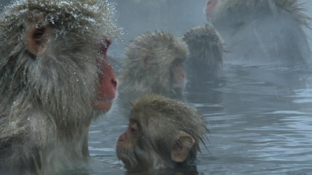 冰上动物宝宝 Snow Babies