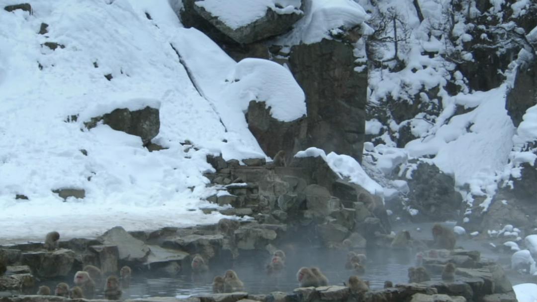 冰上动物宝宝 Snow Babies