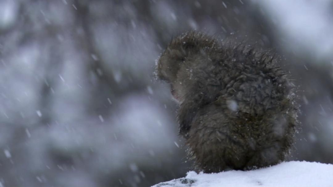 冰上动物宝宝 Snow Babies