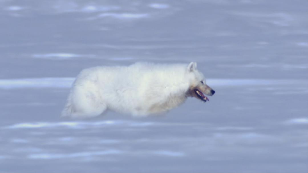 冰上动物宝宝 Snow Babies
