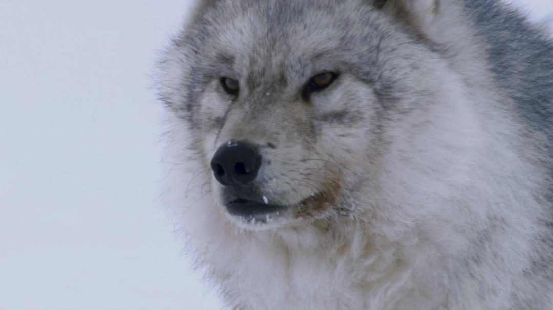 冰上动物宝宝 Snow Babies