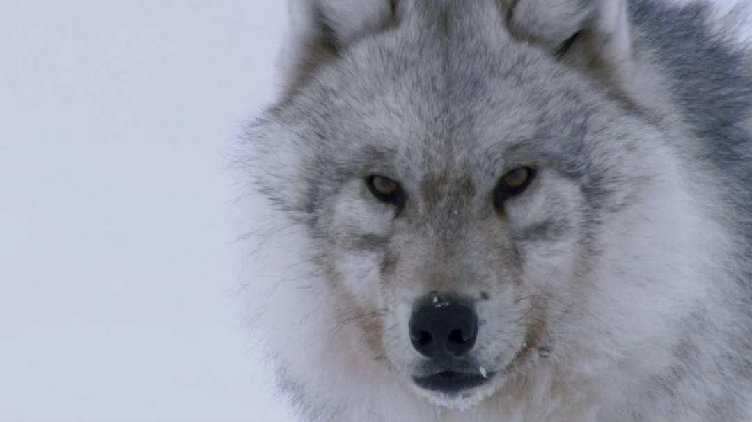 冰上动物宝宝 Snow Babies