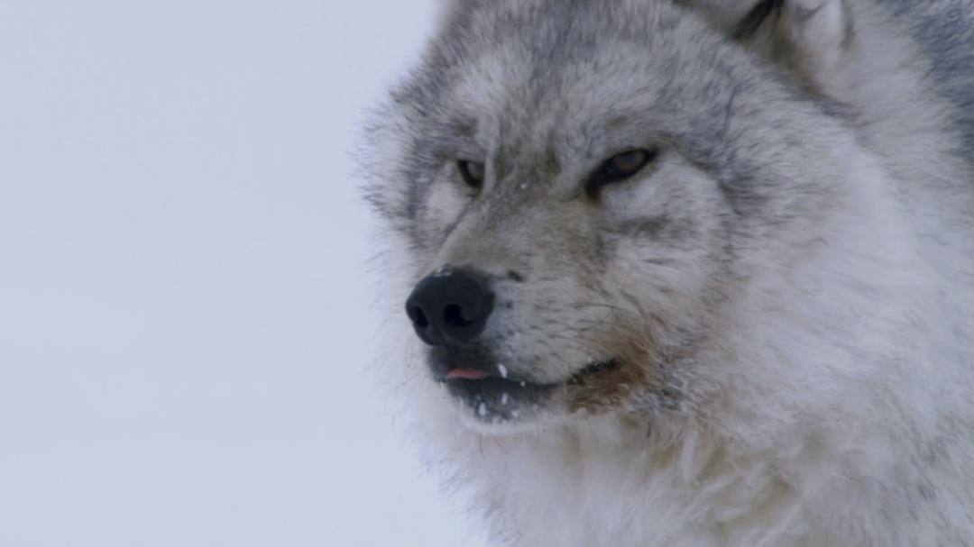 冰上动物宝宝 Snow Babies