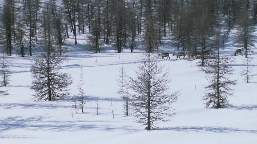 冰上动物宝宝 Snow Babies