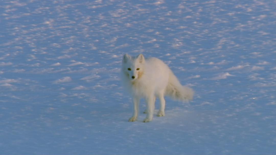 冰上动物宝宝 Snow Babies