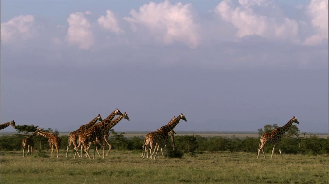 我们星球的秘密 Secrets of Our Living Planet