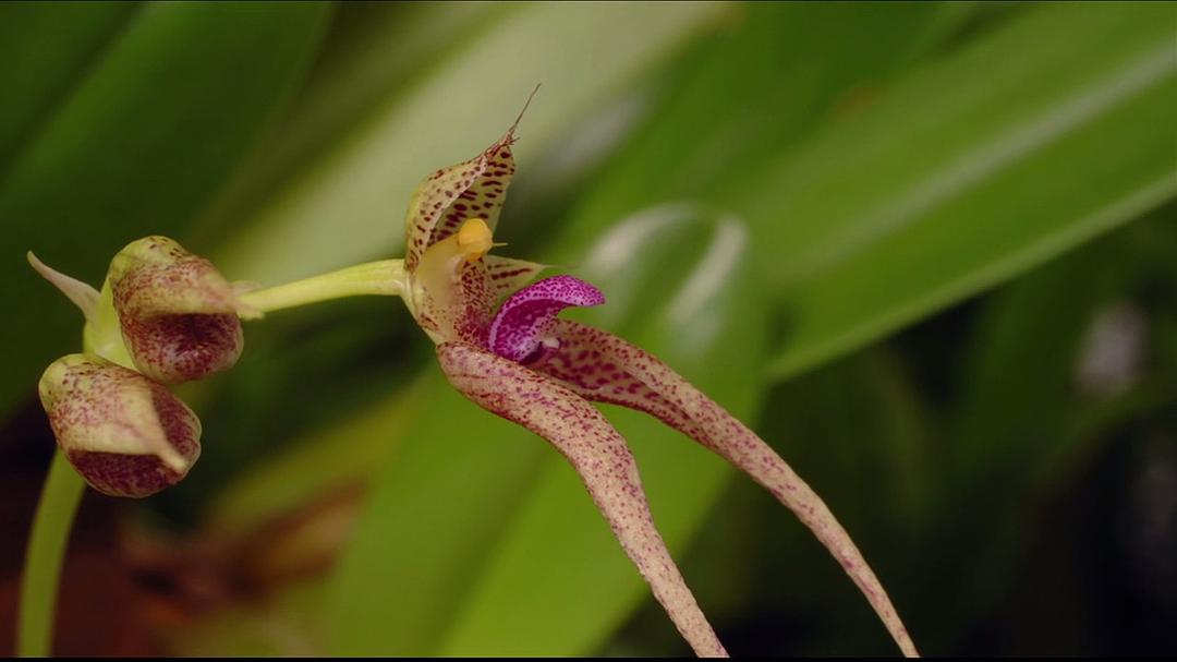 我们星球的秘密 Secrets of Our Living Planet