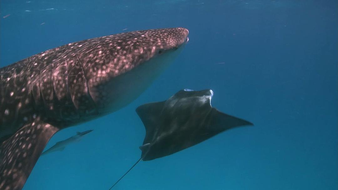 我们星球的秘密 Secrets of Our Living Planet
