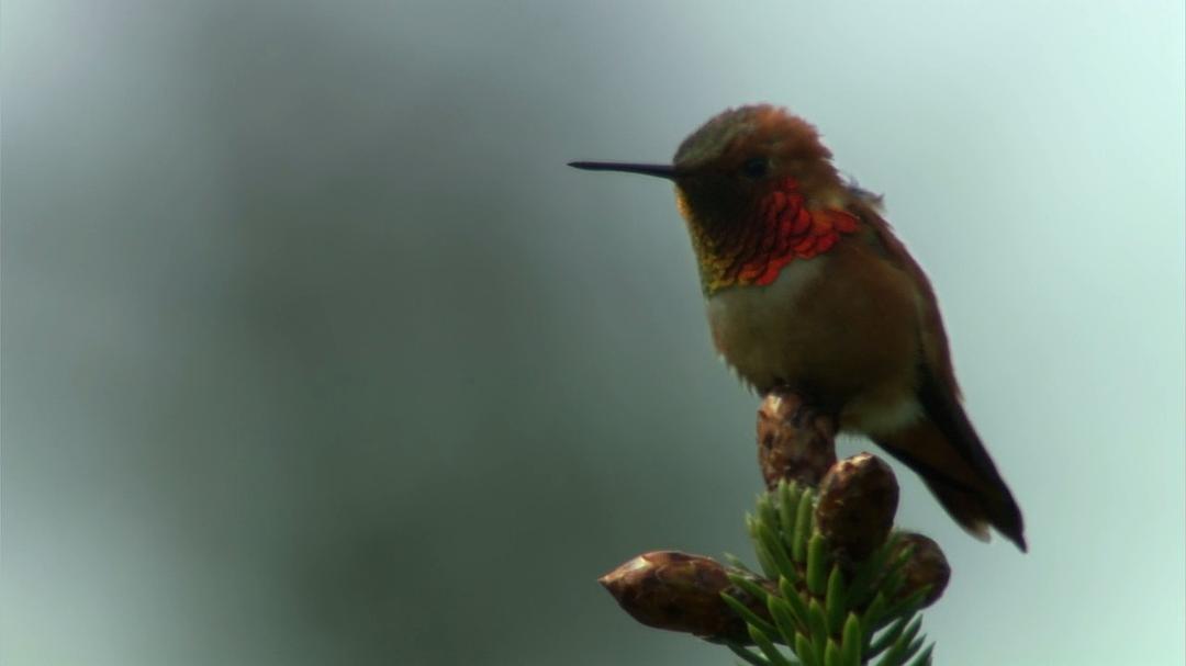 我们星球的秘密 Secrets of Our Living Planet