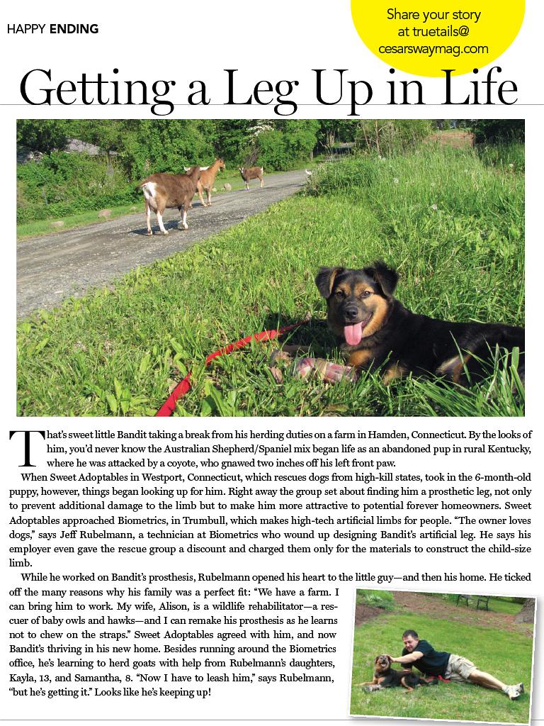 狗语者 第一季 Dog Whisperer with Cesar Millan Season 1