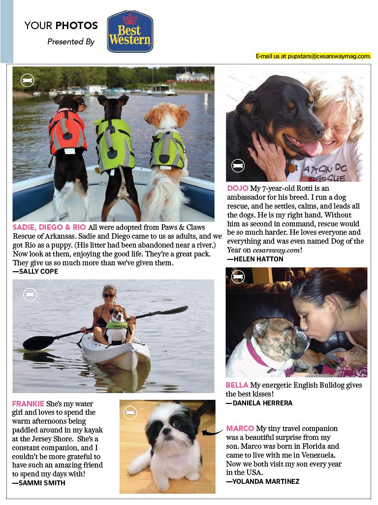 狗语者 第一季 Dog Whisperer with Cesar Millan Season 1