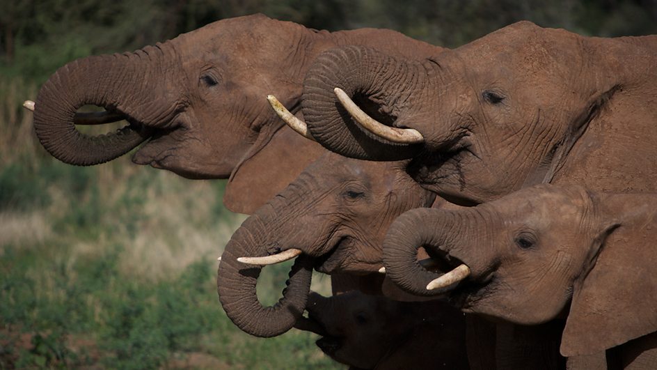 地球生存录 第二季 Planet Earth Live Season 2