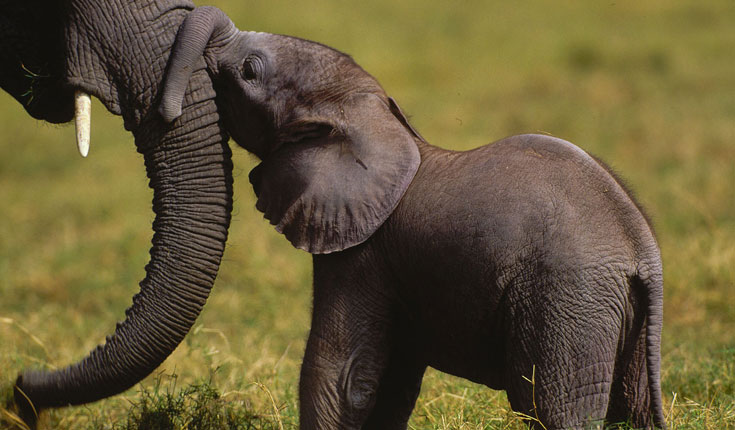 地球生存录 第二季 Planet Earth Live Season 2