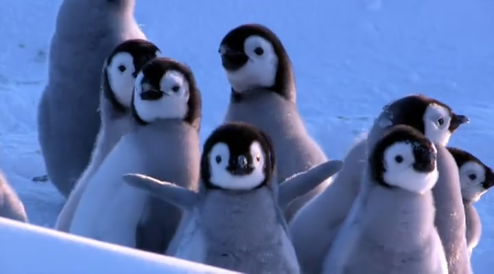 企鹅群里有特务 Penguins: Spy in the Huddle