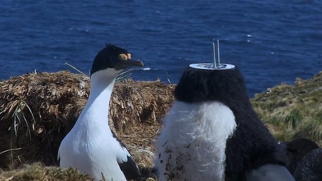 企鹅群里有特务 Penguins: Spy in the Huddle