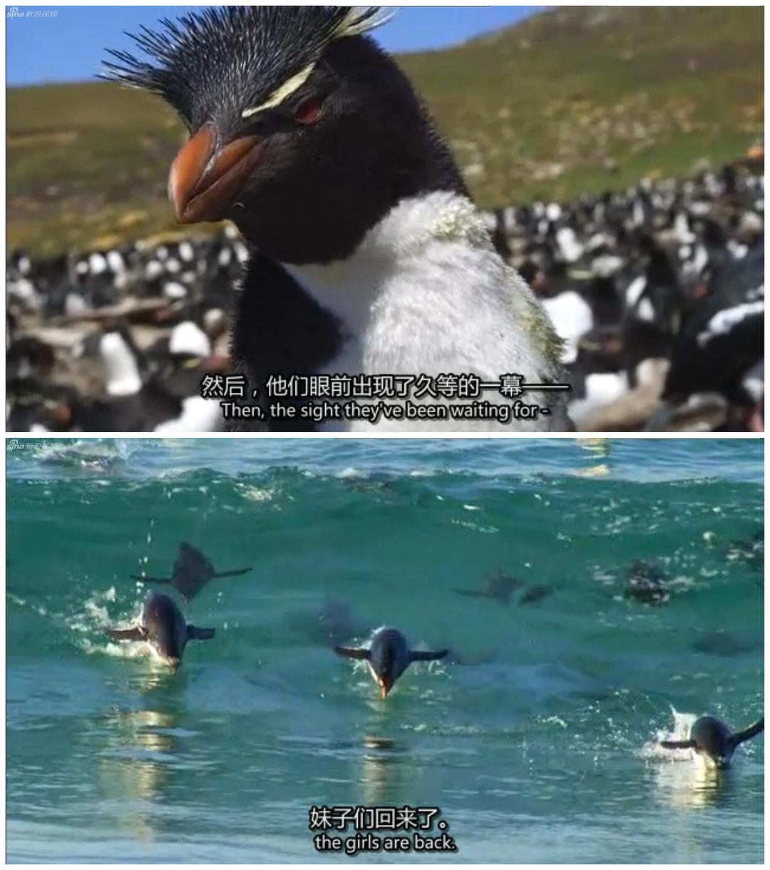 企鹅群里有特务 Penguins: Spy in the Huddle