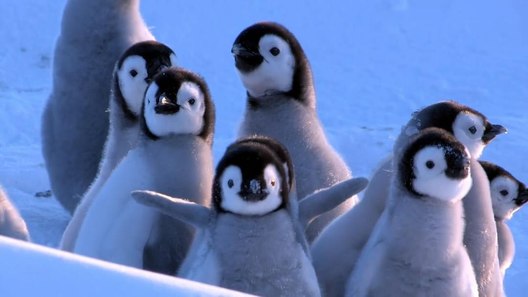 企鹅群里有特务 Penguins: Spy in the Huddle