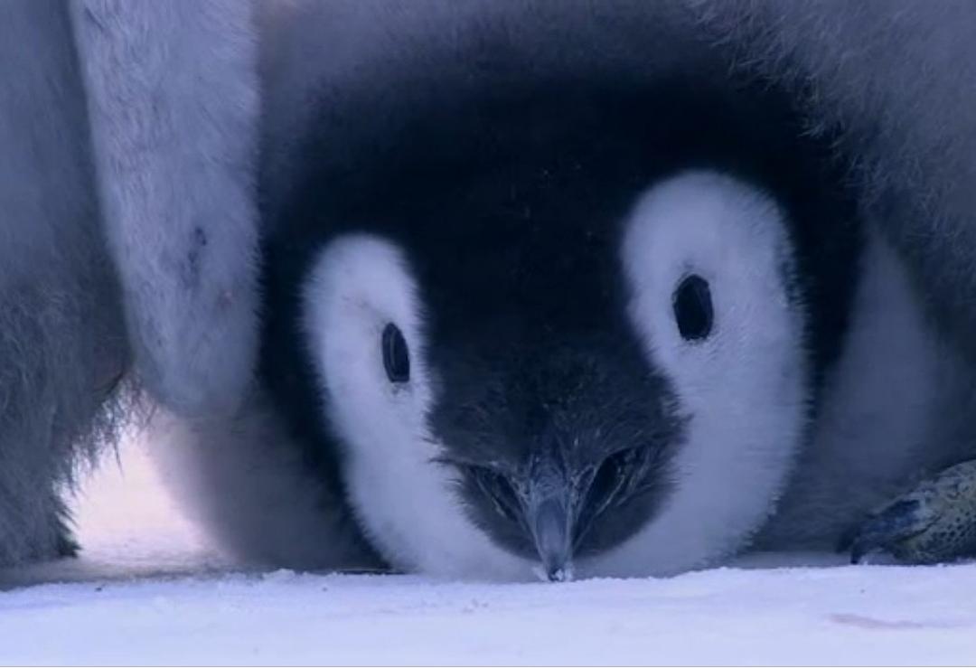 企鹅群里有特务 Penguins: Spy in the Huddle