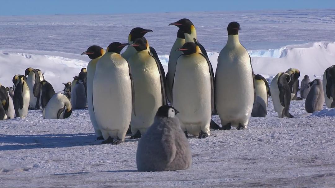 企鹅群里有特务 Penguins: Spy in the Huddle