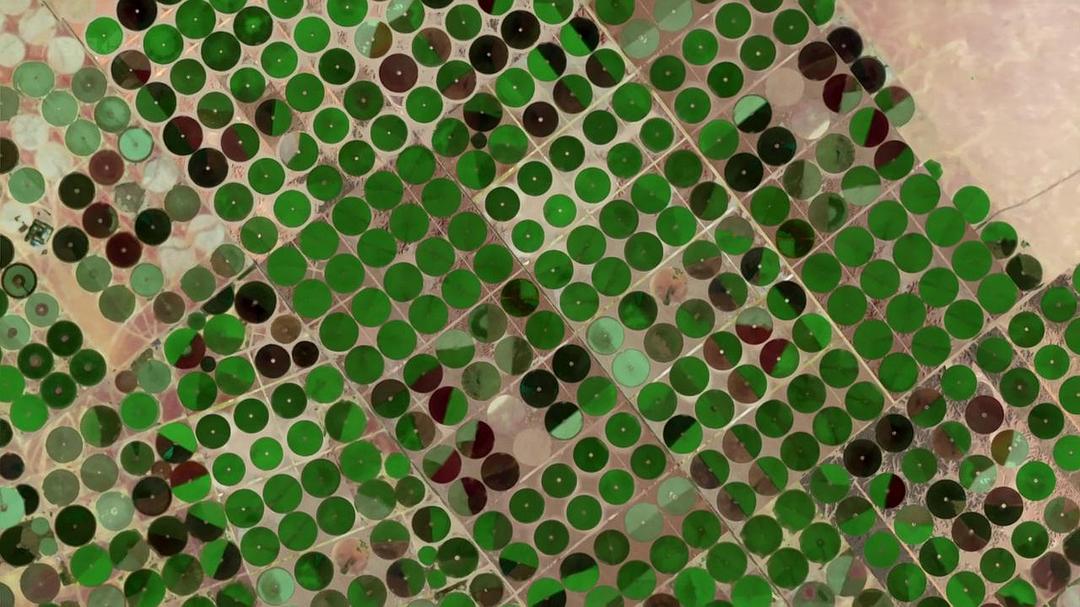 狂野阿拉伯 Wild Arabia