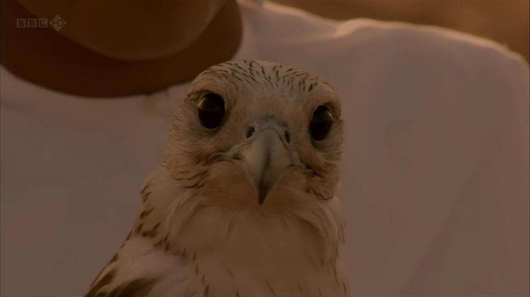 狂野阿拉伯 Wild Arabia