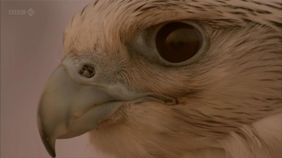 狂野阿拉伯 Wild Arabia