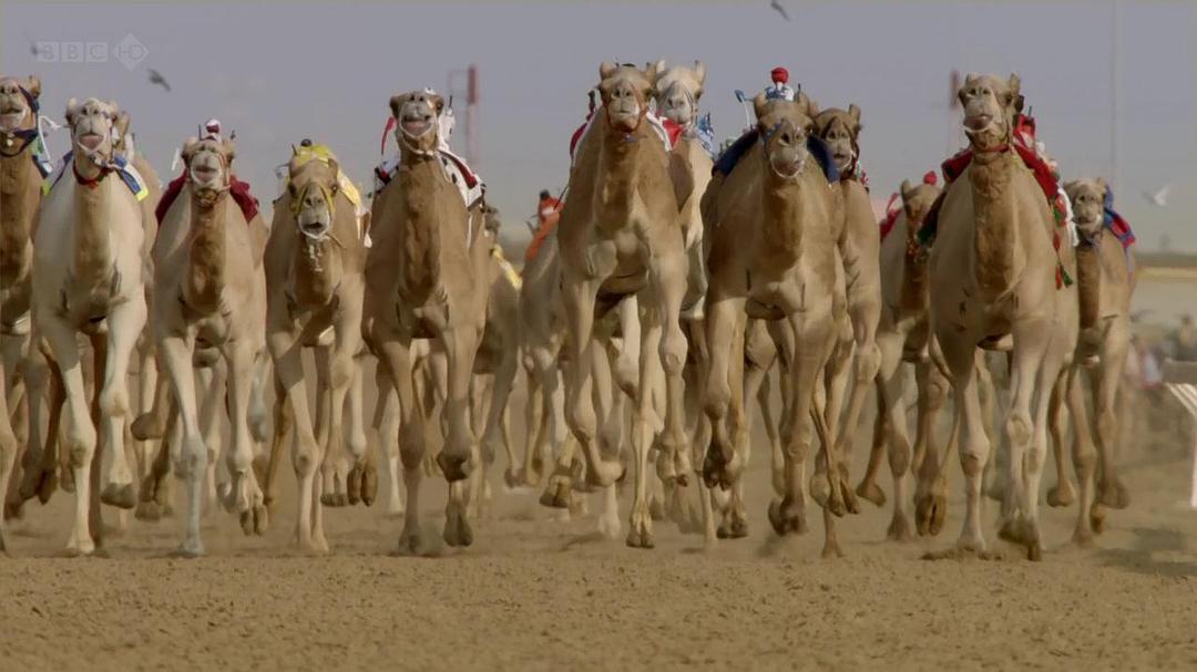 狂野阿拉伯 Wild Arabia
