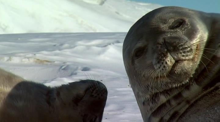 在世界尽头相遇 Encounters at the End of the World