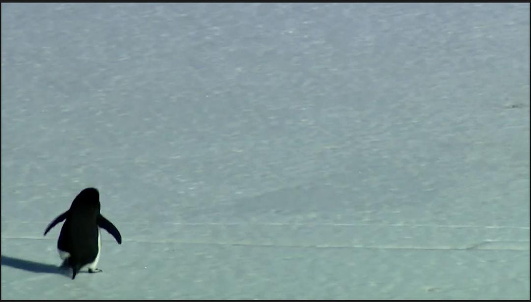 在世界尽头相遇 Encounters at the End of the World