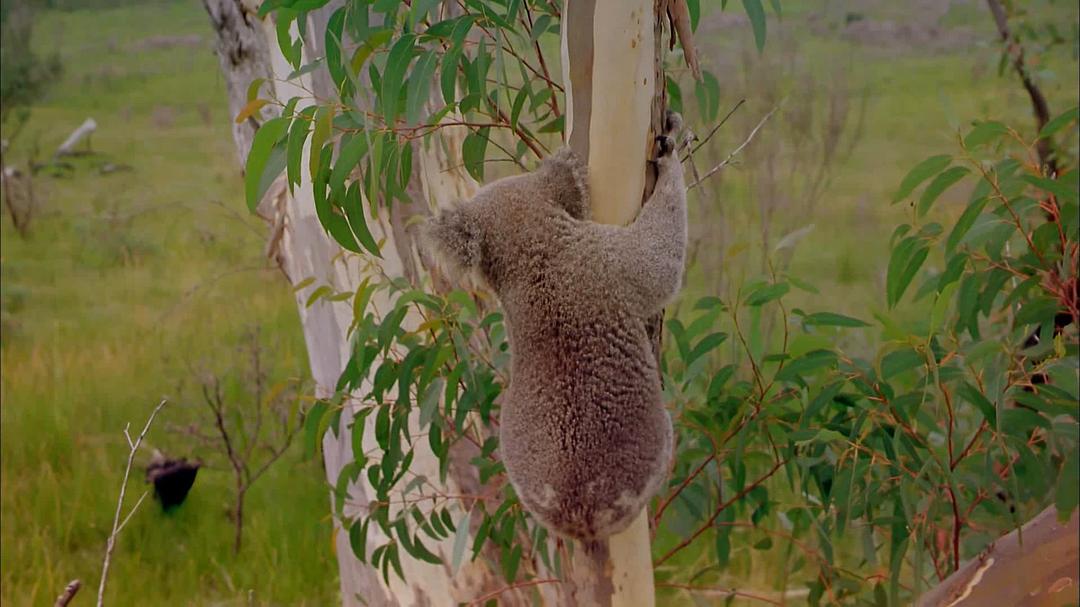 狂野澳洲:边缘 Wild Australia: The Edge