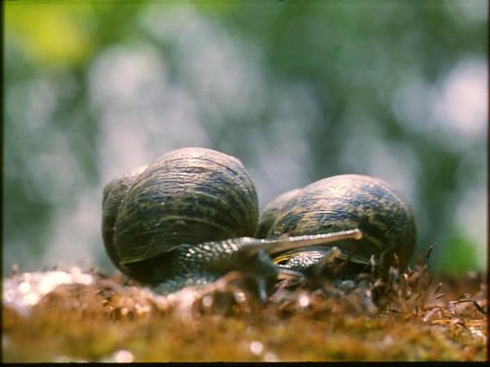 蓝色星球 Il Pianeta Azzurro