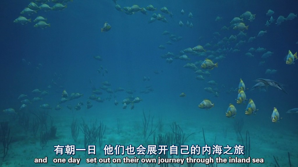 与海怪同行 Sea Monsters: A Prehistoric Adventure