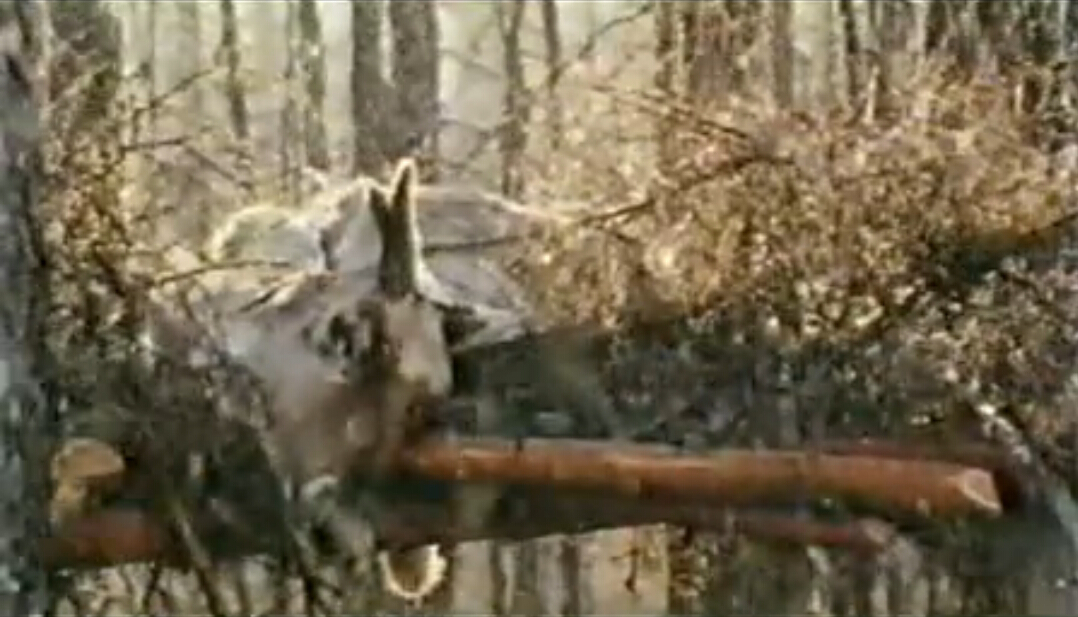 神鹿呀,我们的神鹿