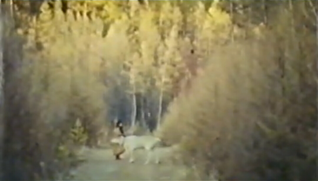 神鹿呀,我们的神鹿