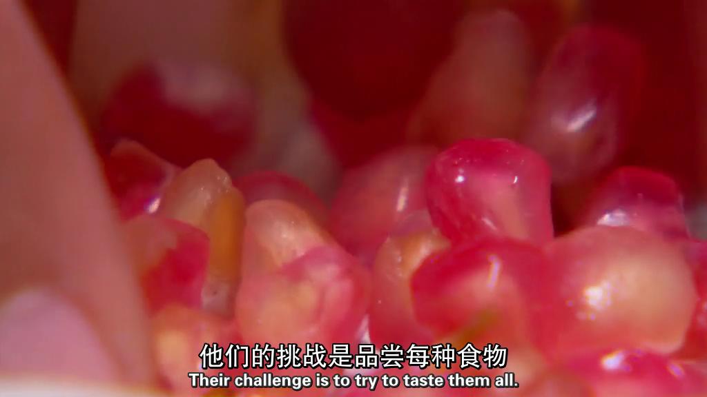 BBC 地平线系列:味觉的真相 BBC Horizon: The Truth About Taste
