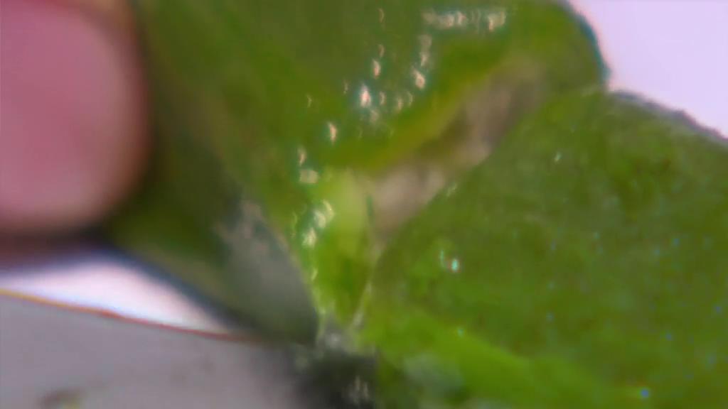 BBC 地平线系列:味觉的真相 BBC Horizon: The Truth About Taste