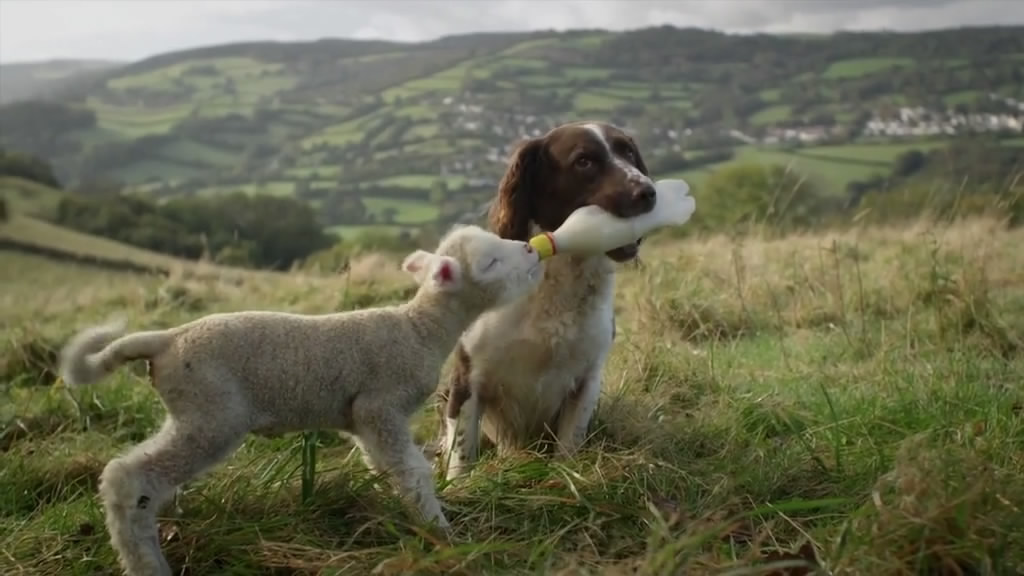 狗的秘密生活 Secret Life of Dogs