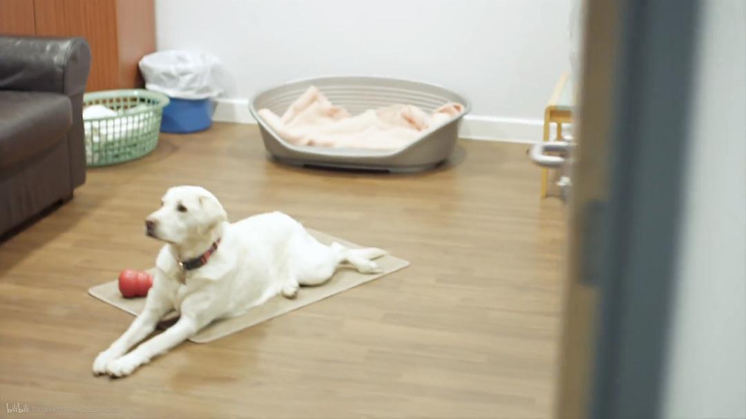 狗的秘密生活 Secret Life of Dogs