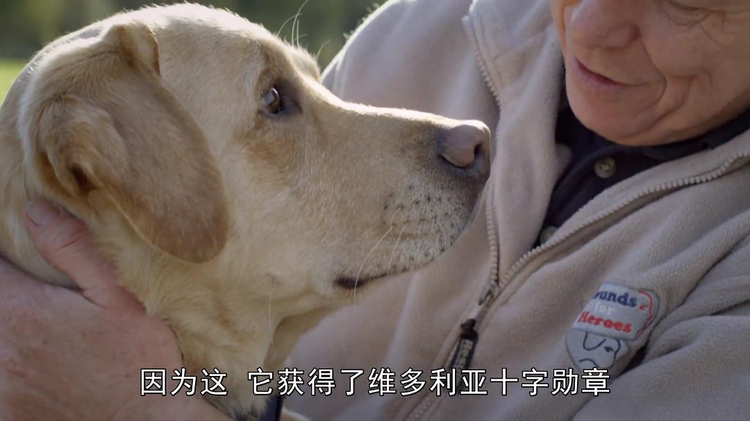 狗的秘密生活 Secret Life of Dogs