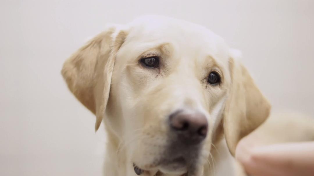 狗的秘密生活 Secret Life of Dogs