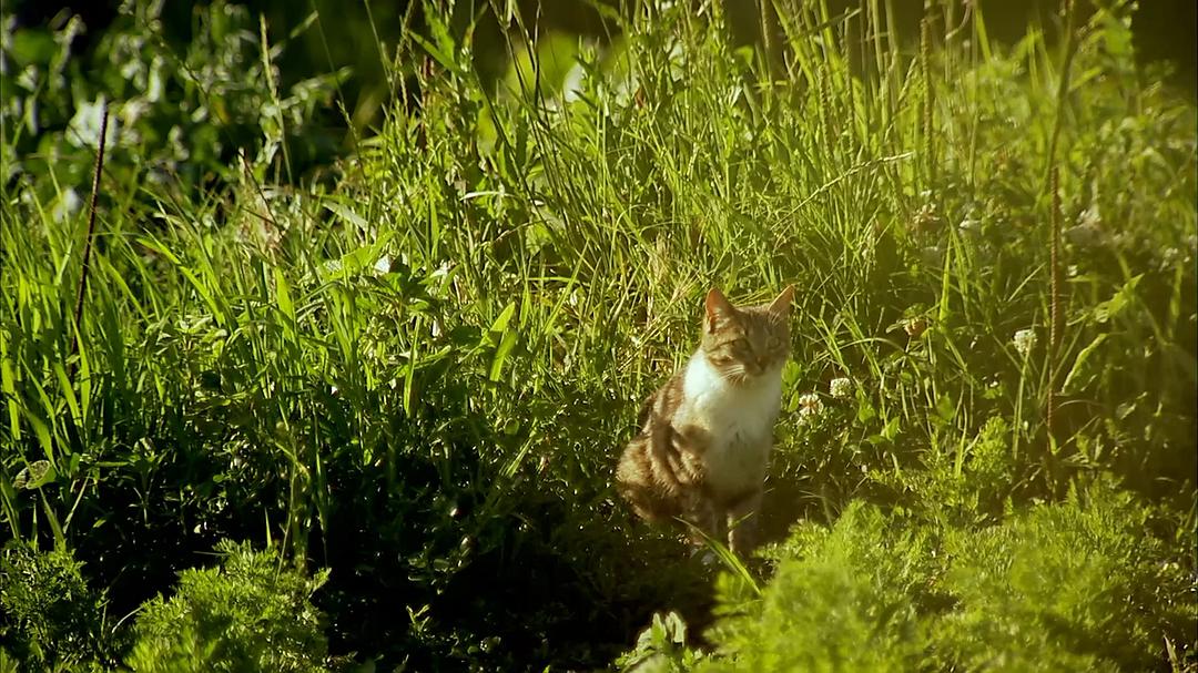 法国花园 Monty Don's French Gardens