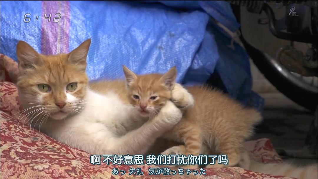 岩合光昭的猫步走世界 岩合光昭の世界ネコ歩き