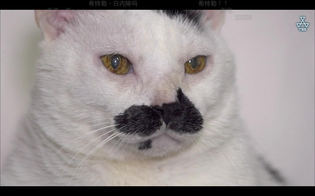 岩合光昭的猫步走世界 岩合光昭の世界ネコ歩き