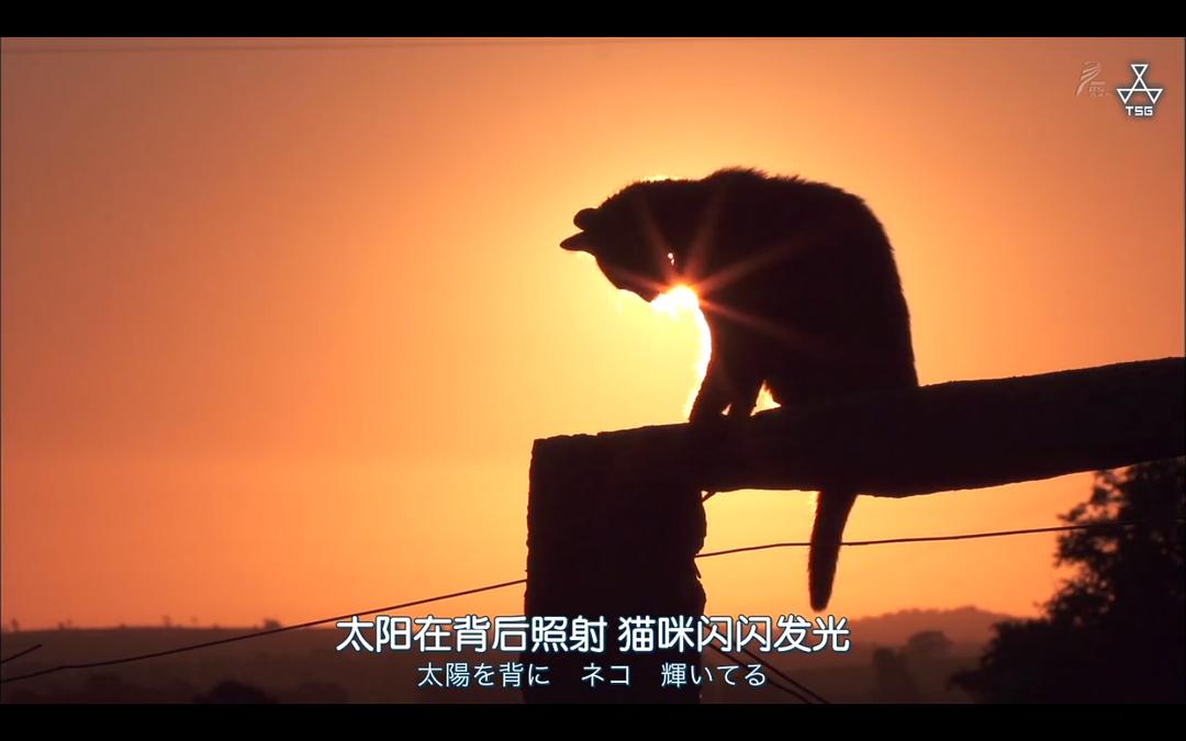 岩合光昭的猫步走世界 岩合光昭の世界ネコ歩き