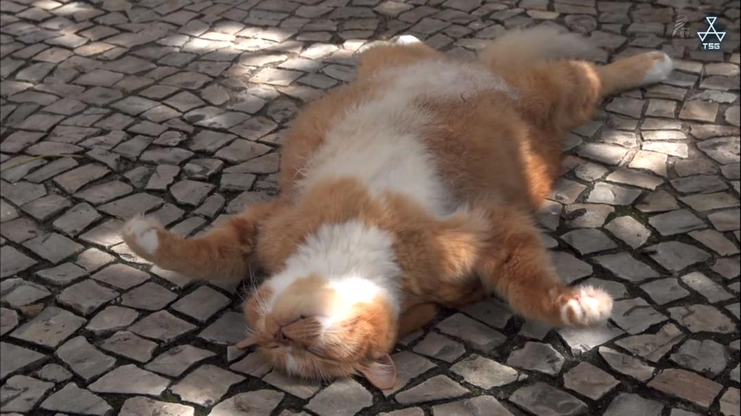 岩合光昭的猫步走世界 岩合光昭の世界ネコ歩き