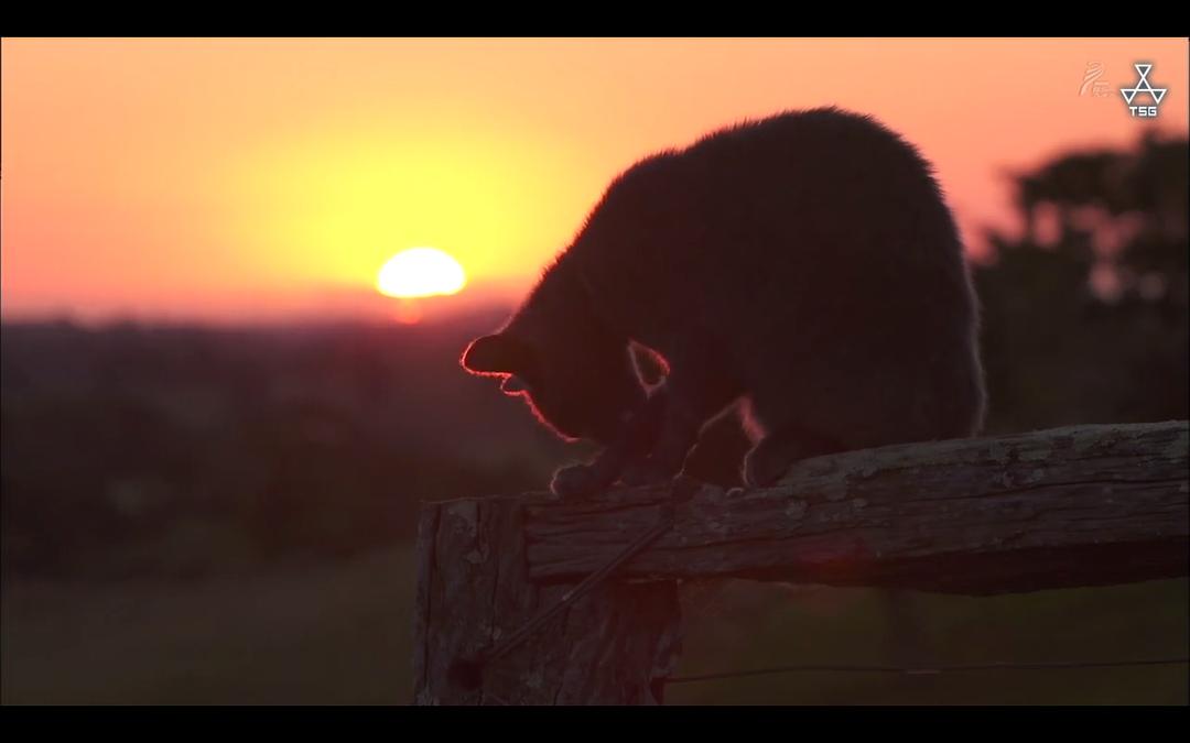 岩合光昭的猫步走世界 岩合光昭の世界ネコ歩き