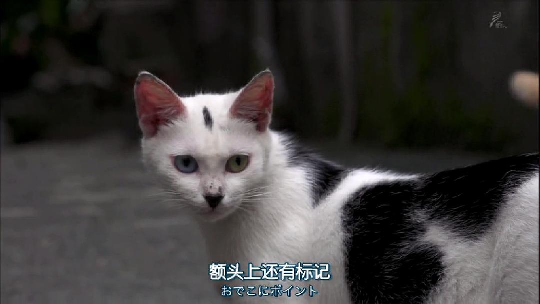 岩合光昭的猫步走世界 岩合光昭の世界ネコ歩き