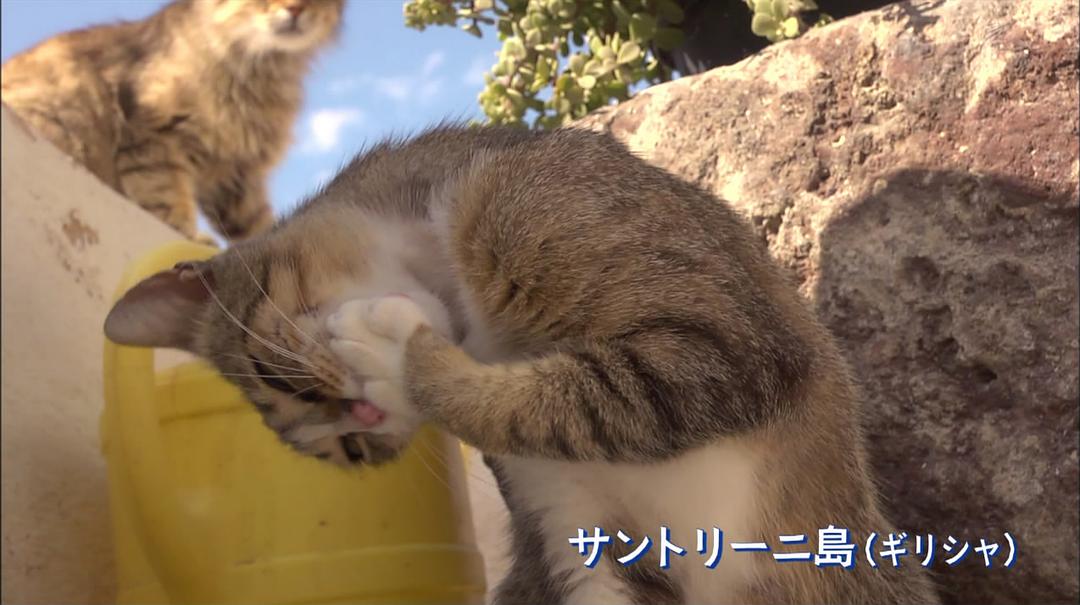 岩合光昭的猫步走世界 岩合光昭の世界ネコ歩き