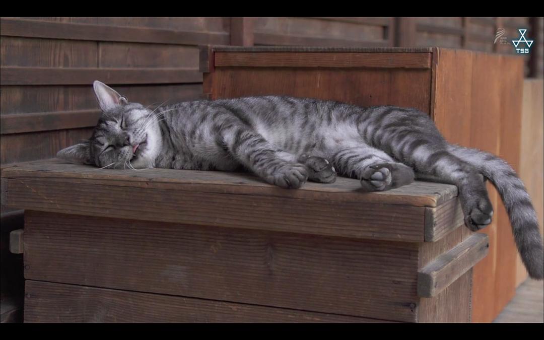 岩合光昭的猫步走世界 岩合光昭の世界ネコ歩き